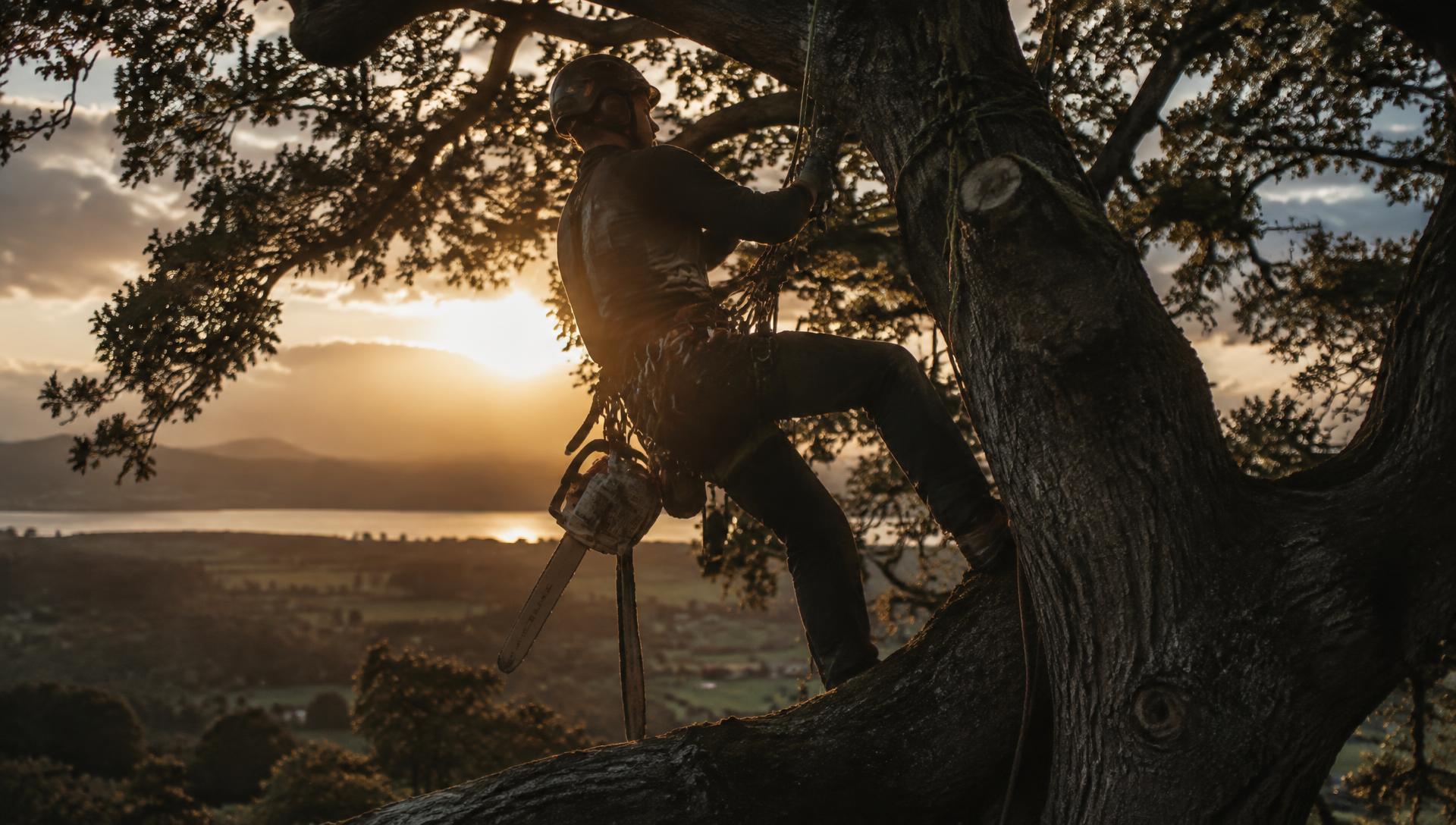 Arborist climbing a large tree at sunset